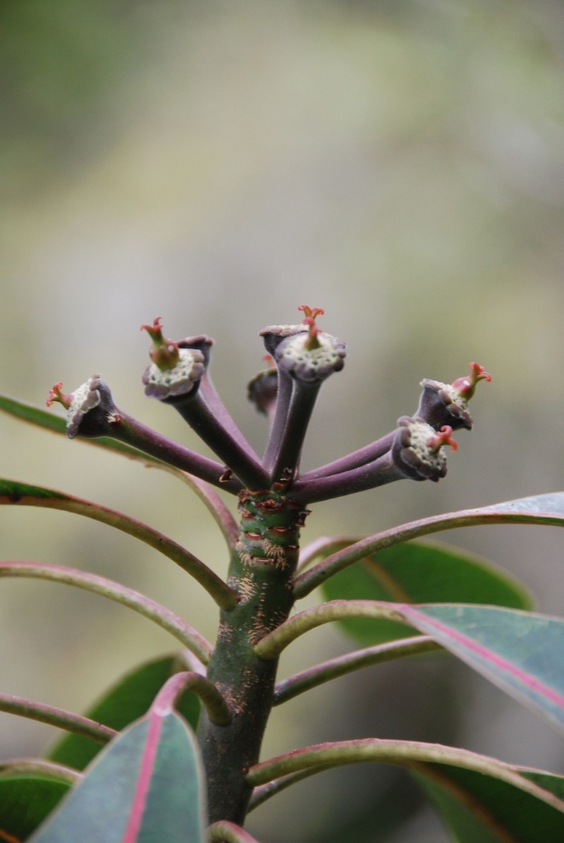 Kauai Spurge photo 8