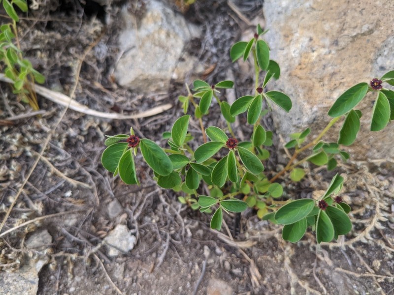 Euphorbia haematantha