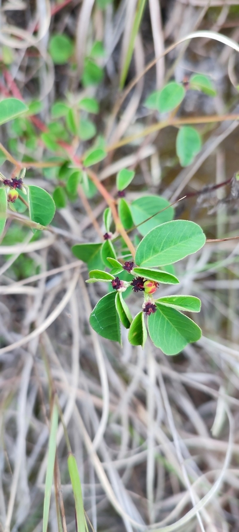 Euphorbia haematantha photo 2