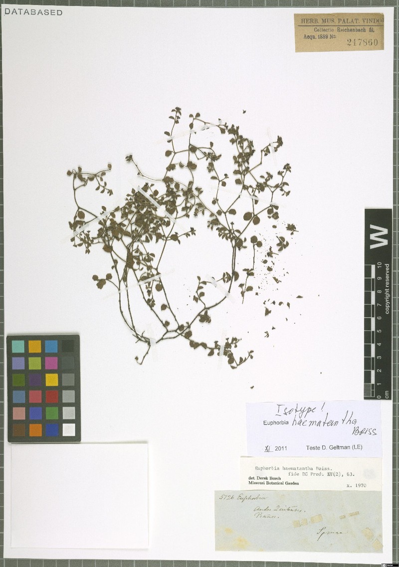 Euphorbia haematantha photo 4