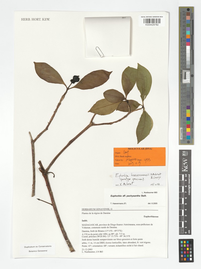 Euphorbia haevermansii