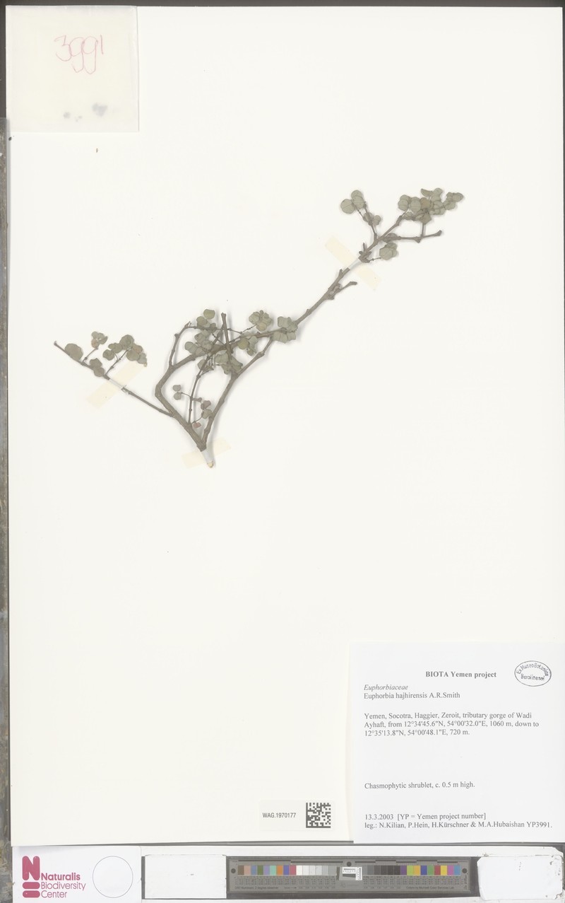 Euphorbia hajhirensis