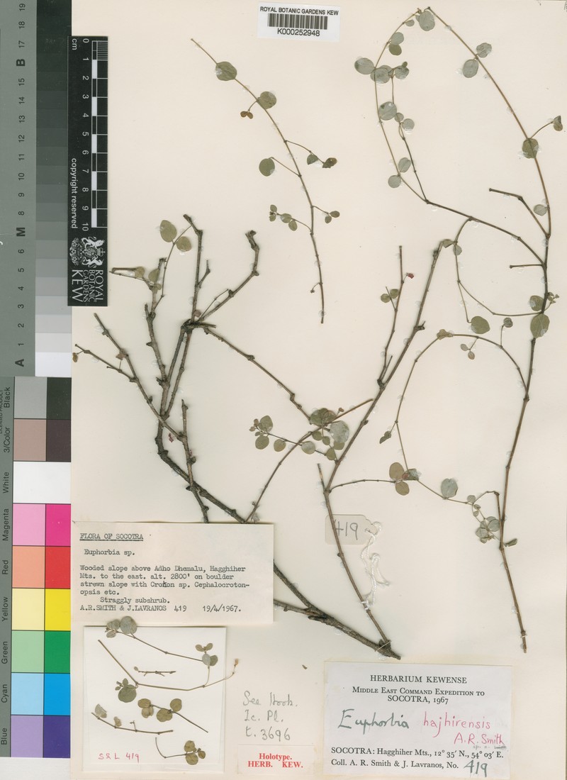 Euphorbia hajhirensis photo 2