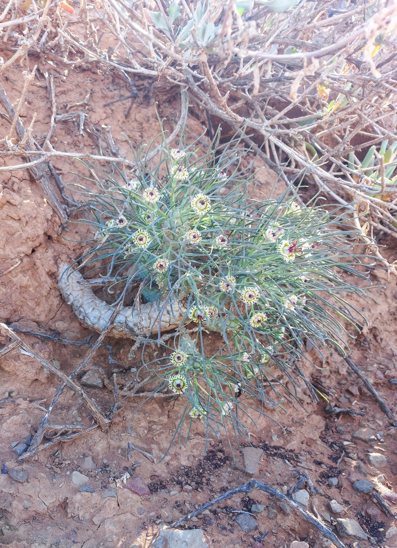 Euphorbia hallii