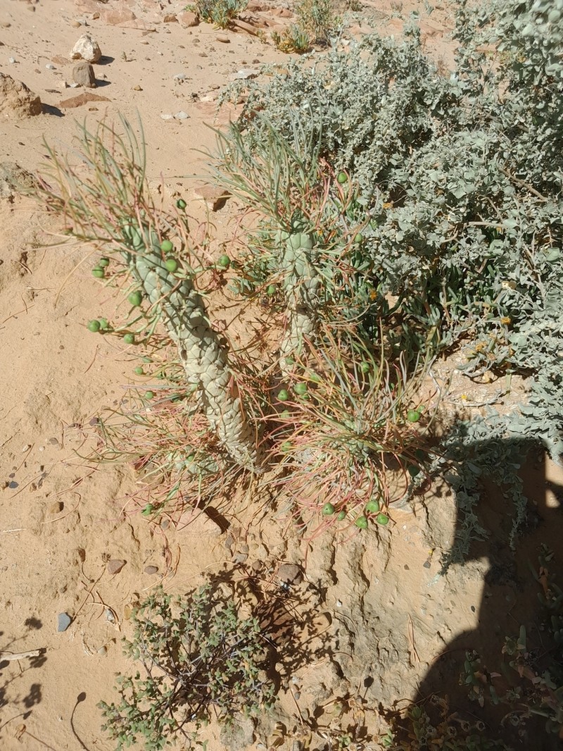 Euphorbia hallii photo 2