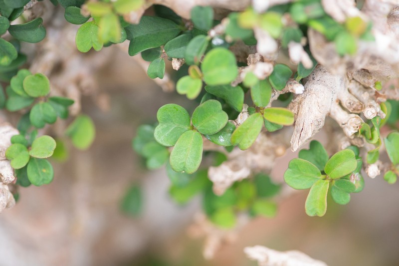 Euphorbia hamaderoensis