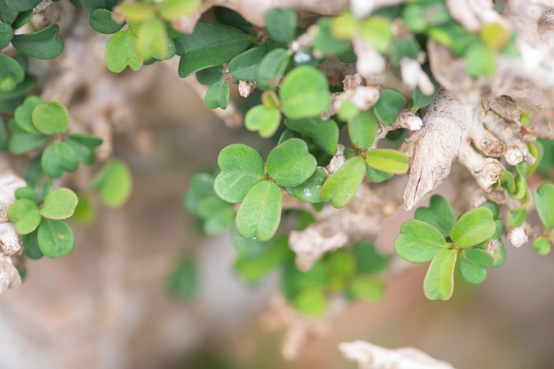 Euphorbia hamaderoensis photo 2