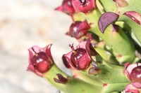 Euphorbia hamata