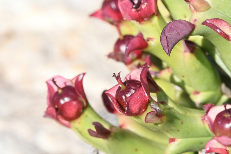Euphorbia hamata
