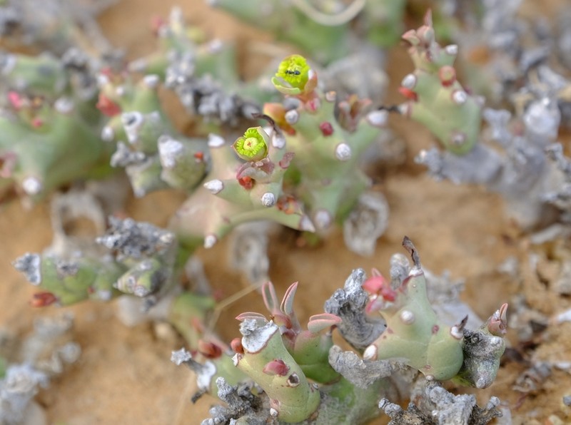 Euphorbia hamata photo 2