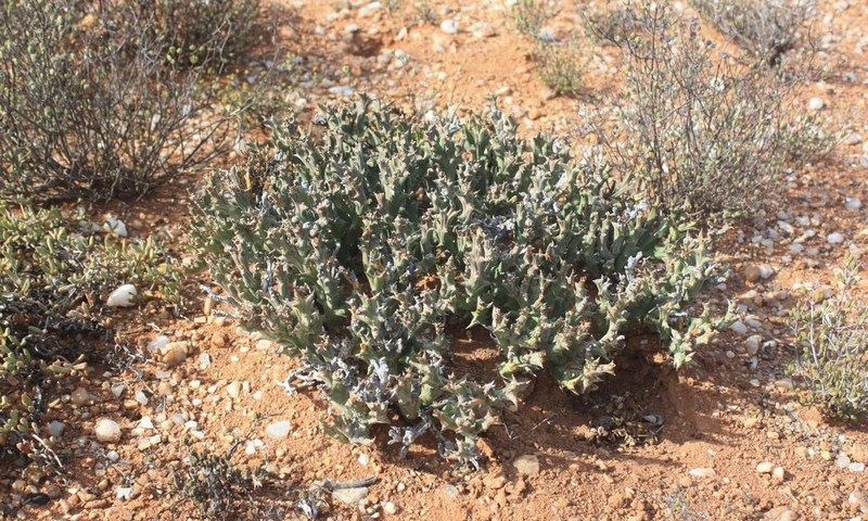 Euphorbia hamata photo 3