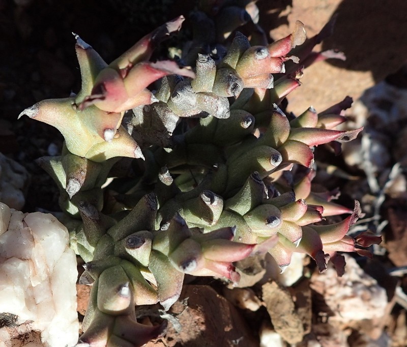 Euphorbia hamata photo 4