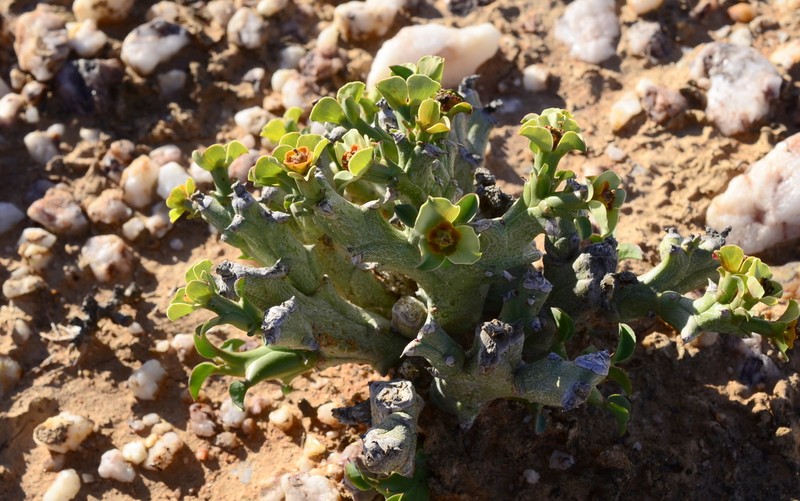Euphorbia hamata photo 5