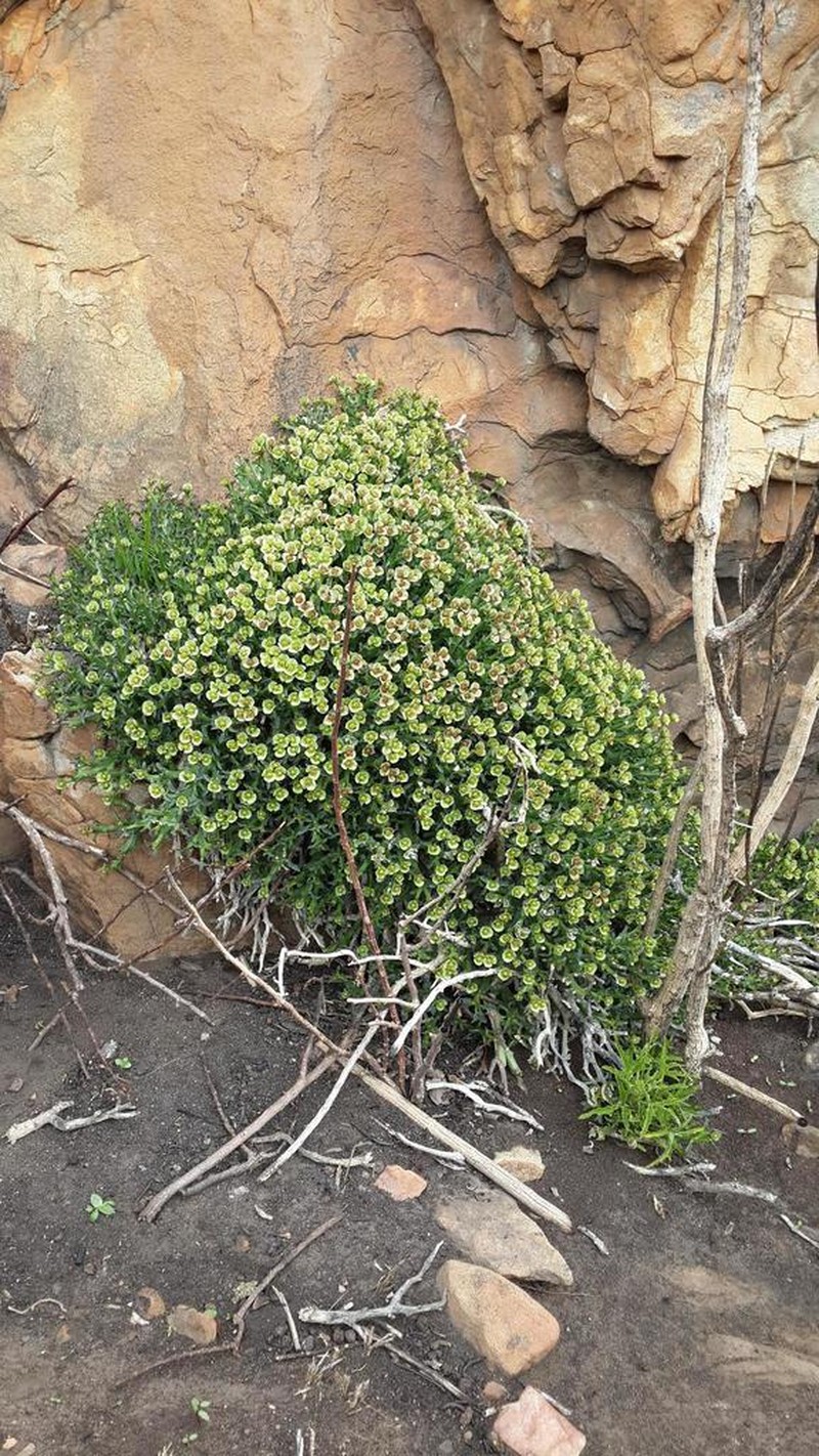 Euphorbia hamata photo 6