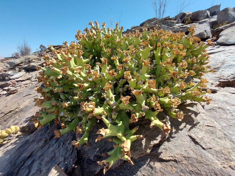 Euphorbia hamata photo 7