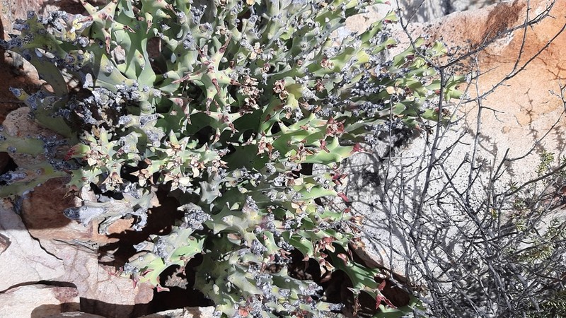 Euphorbia hamata photo 8