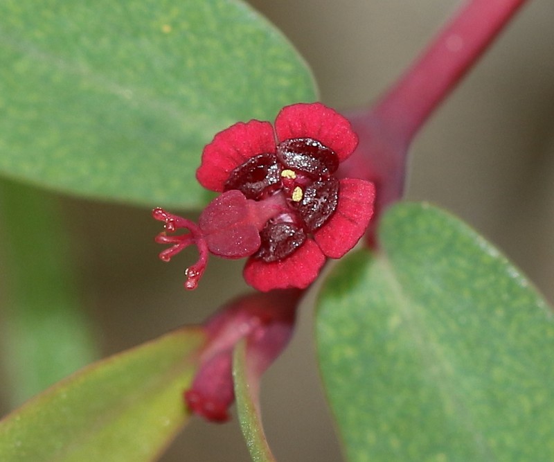 Euphorbia hammeri