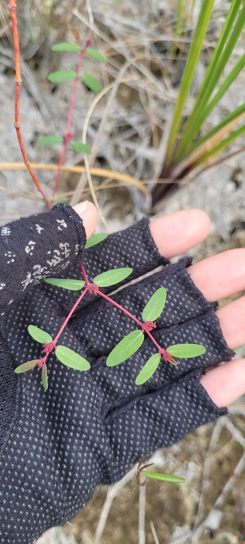 Euphorbia hammeri photo 2