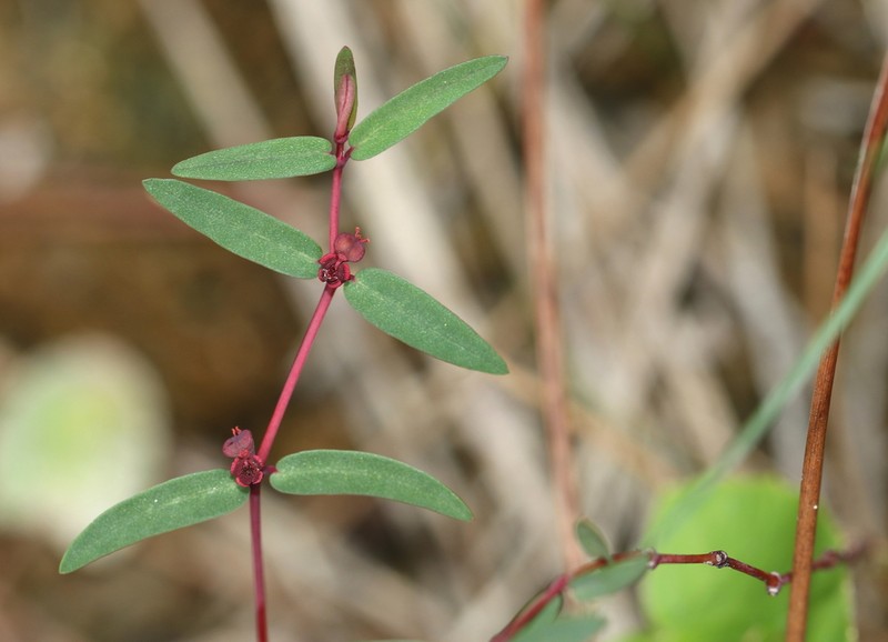 Euphorbia hammeri photo 3