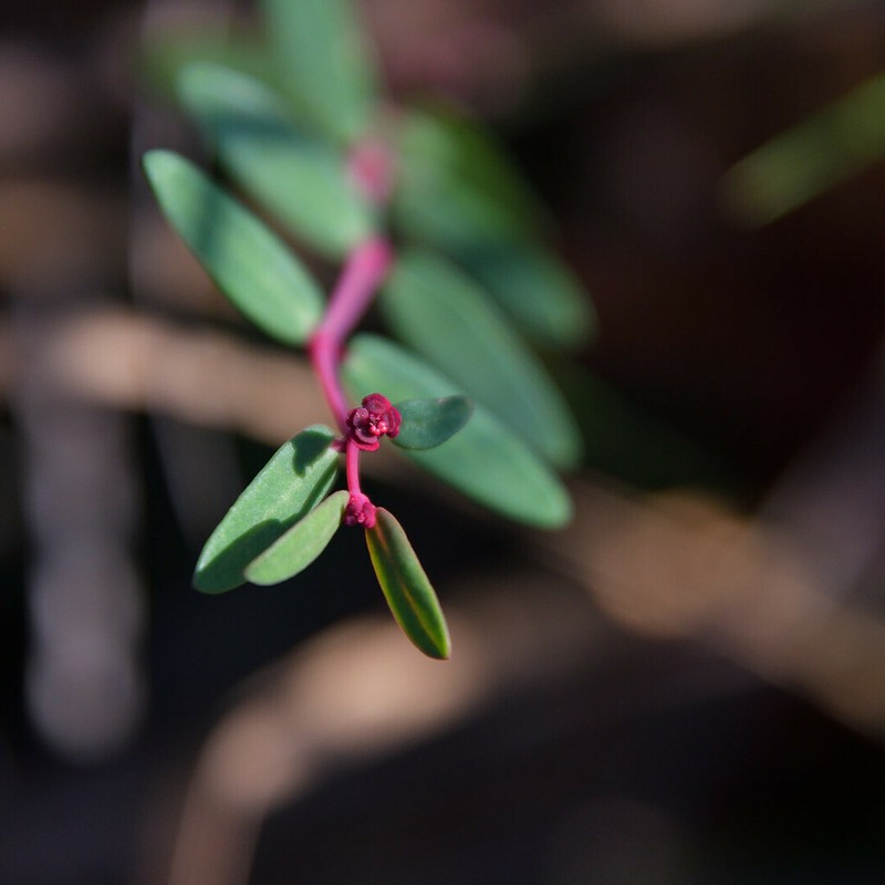 Euphorbia hammeri photo 4