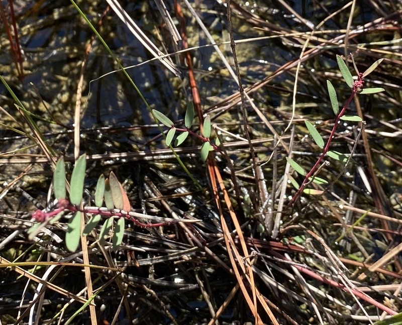 Euphorbia hammeri photo 5