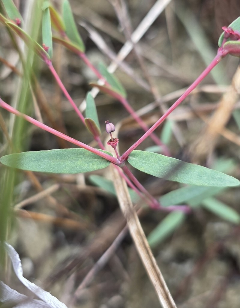 Euphorbia hammeri photo 6