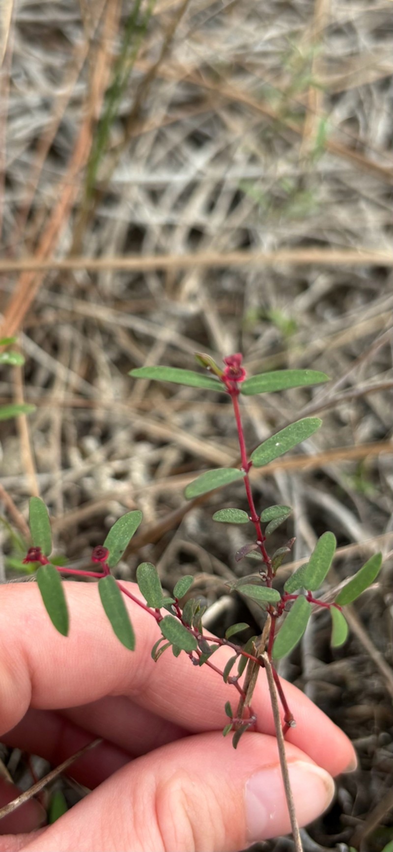 Euphorbia hammeri photo 7
