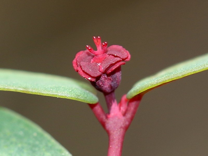 Euphorbia hammeri photo 8