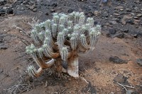 Euphorbia handiensis
