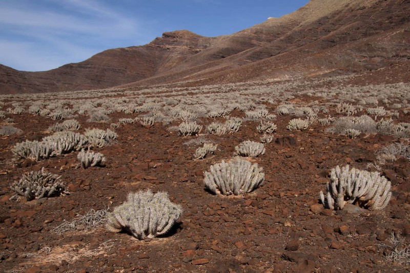 Euphorbia handiensis photo 2