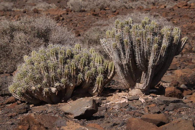 Euphorbia handiensis photo 3