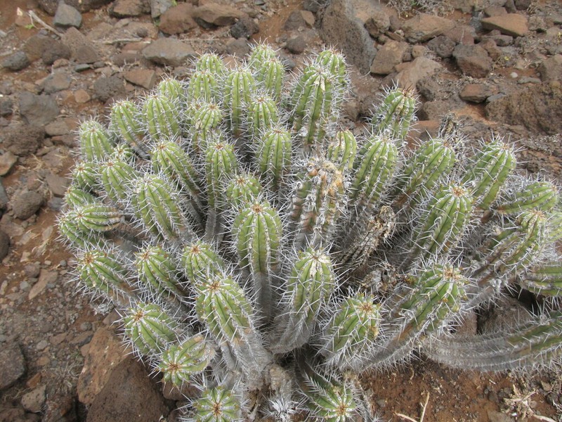 Euphorbia handiensis photo 4