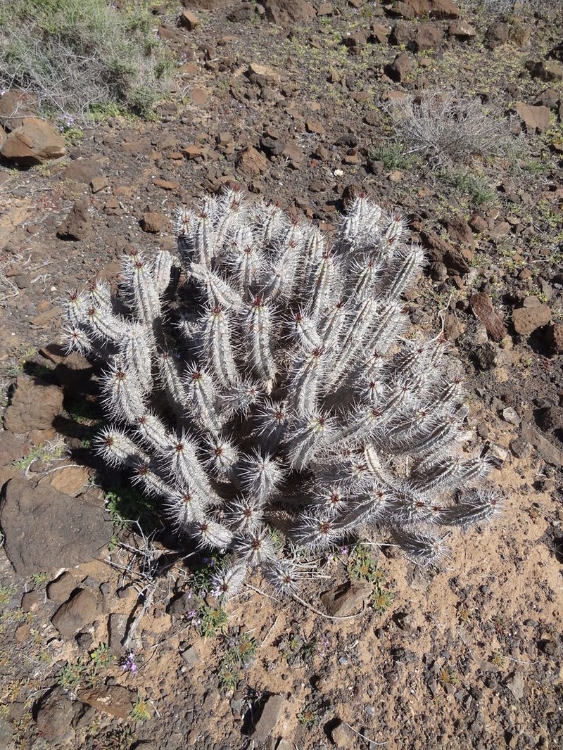Euphorbia handiensis photo 5