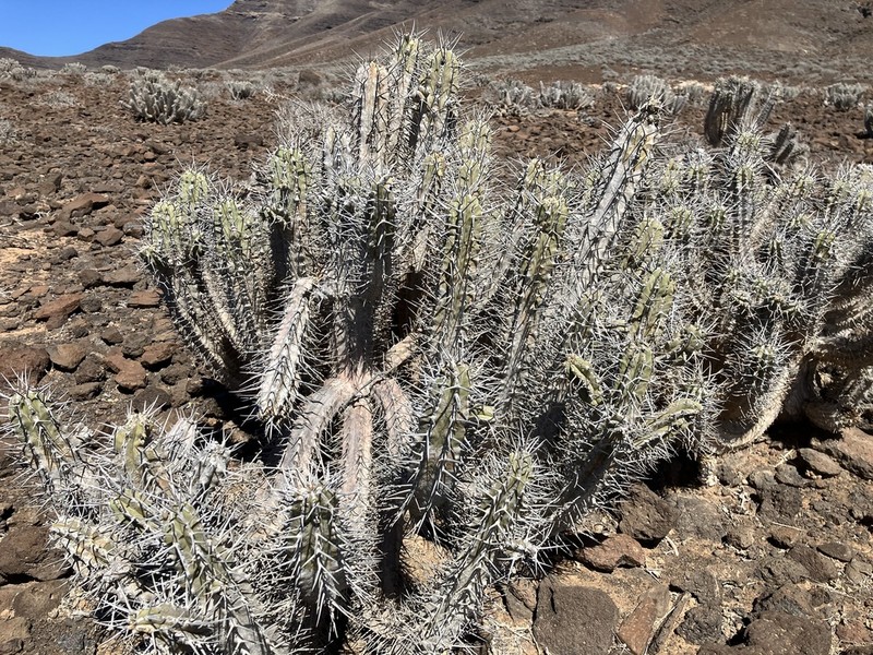 Euphorbia handiensis photo 6
