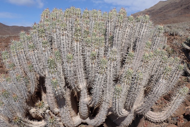 Euphorbia handiensis photo 7