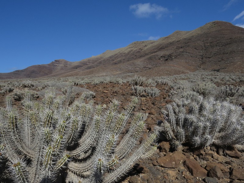 Euphorbia handiensis photo 8