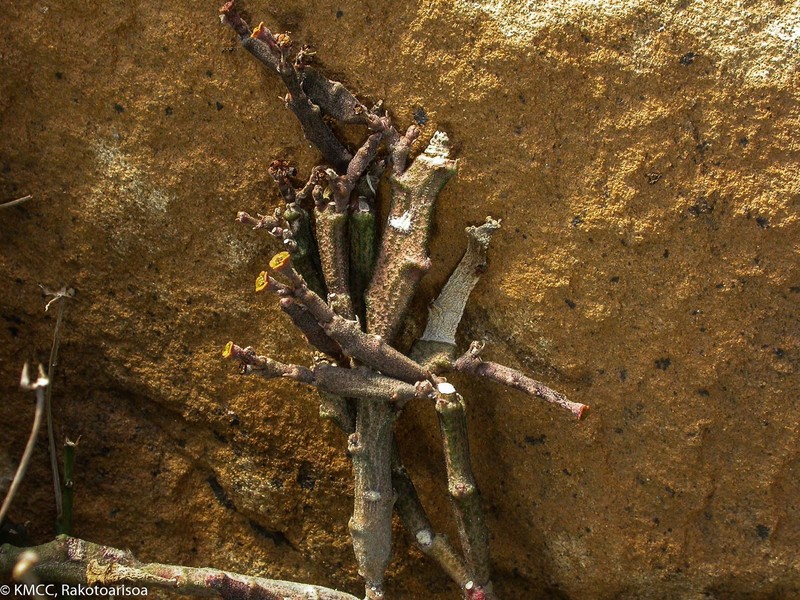 Euphorbia hardyi photo 2