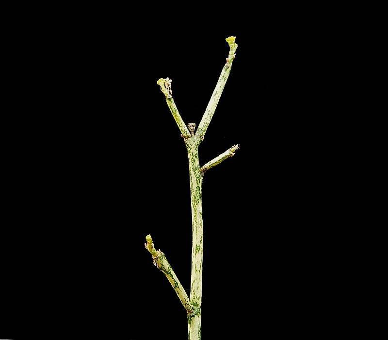 Euphorbia hardyi