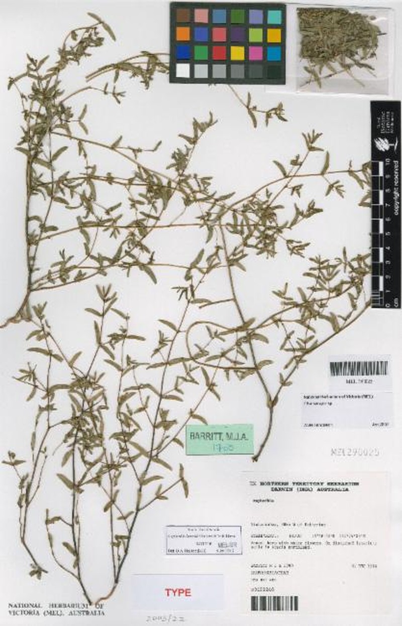 Euphorbia hassallii