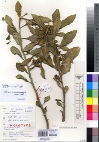 Euphorbia hedigeriana