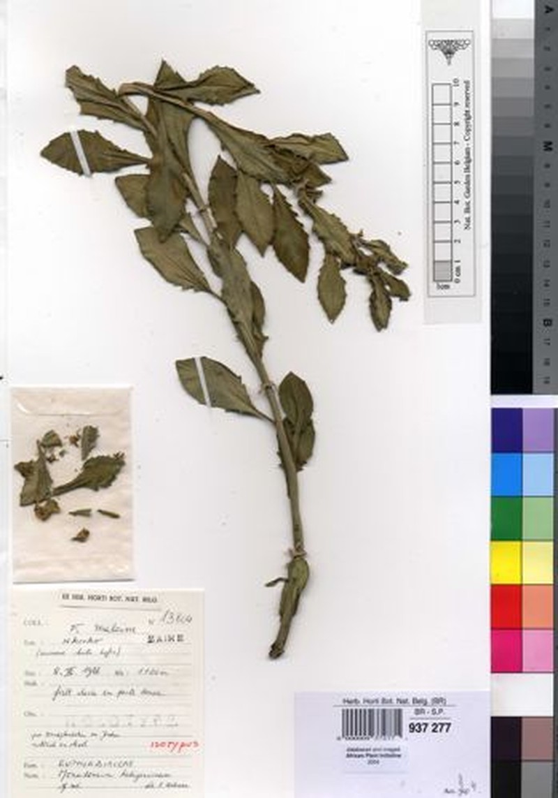 Euphorbia hedigeriana photo 2