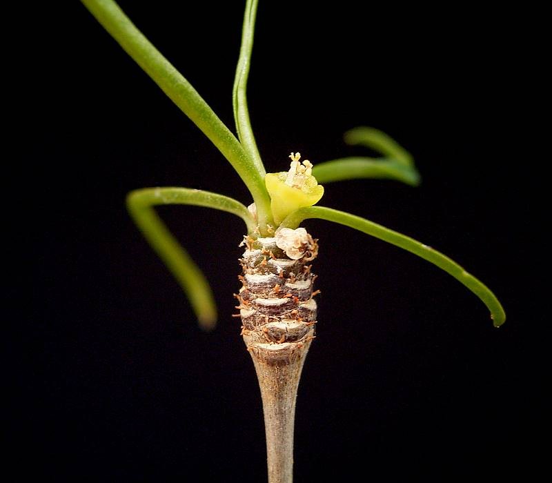 Euphorbia hedyotoides