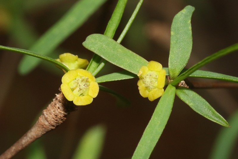 Euphorbia hedyotoides photo 2