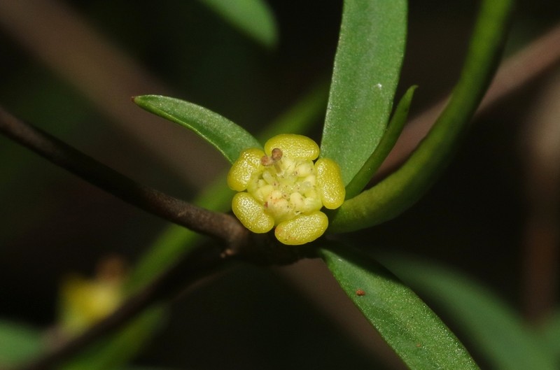 Euphorbia hedyotoides photo 3