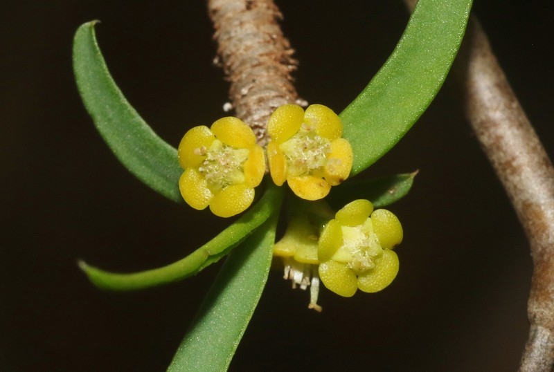 Euphorbia hedyotoides photo 4