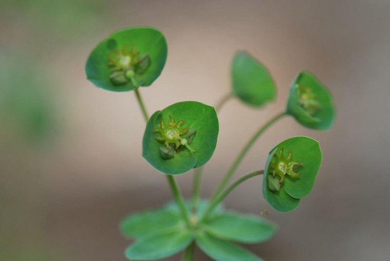 Euphorbia heldreichii
