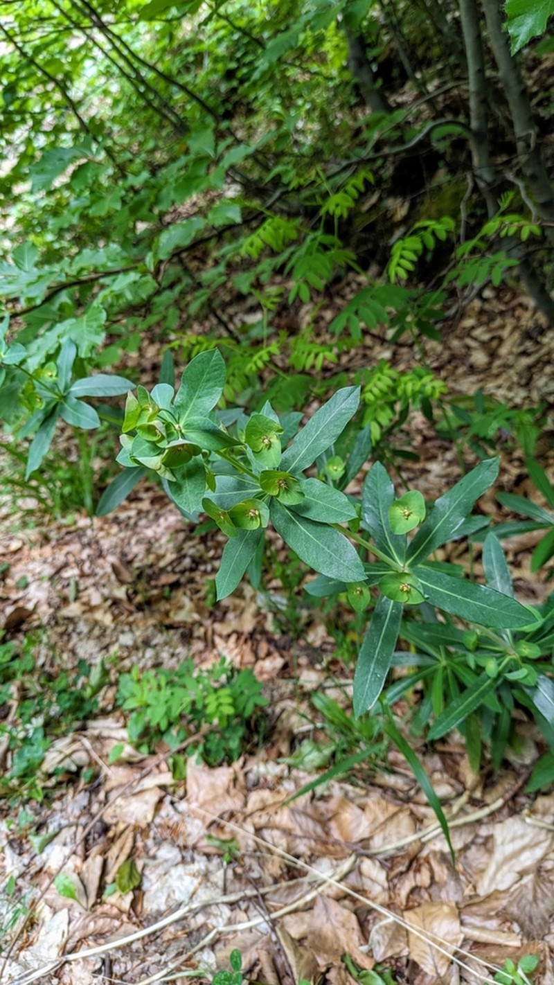Euphorbia heldreichii photo 2