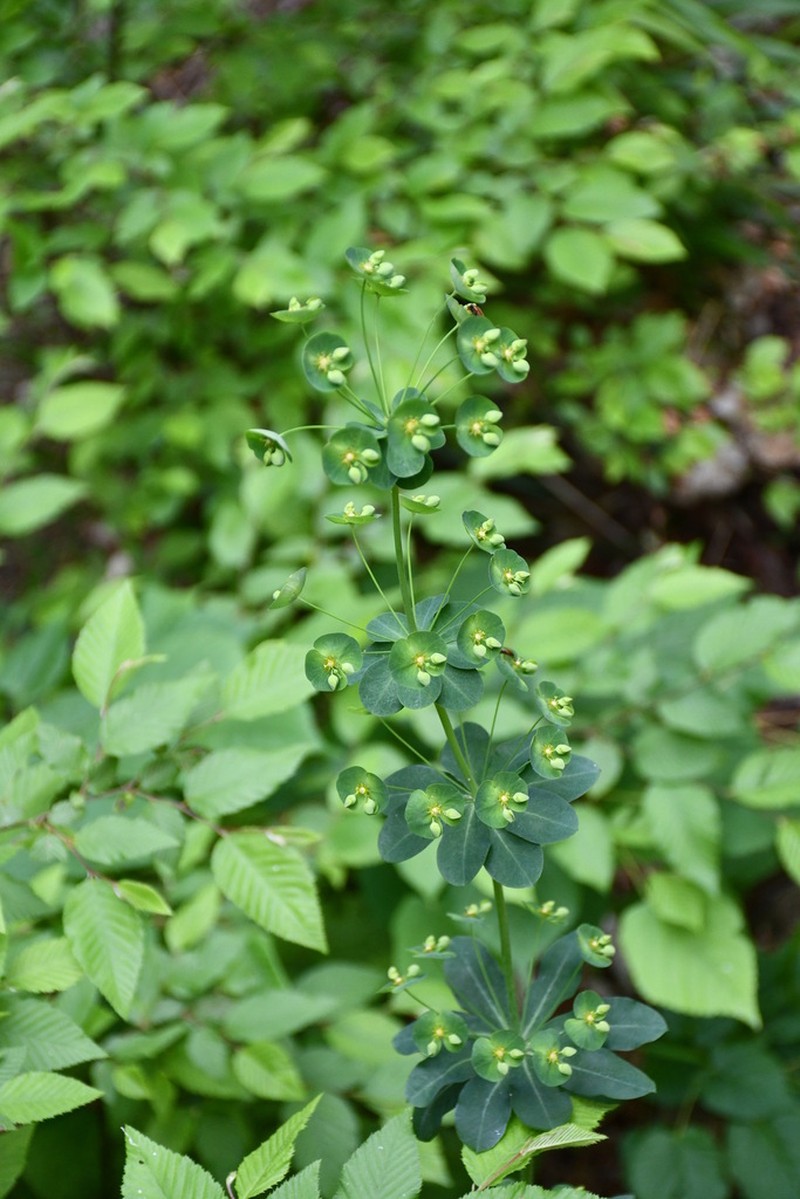 Euphorbia heldreichii photo 3