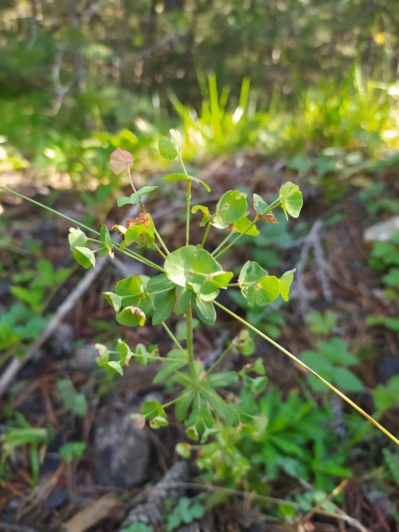 Euphorbia heldreichii photo 4