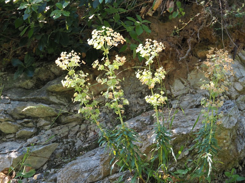 Euphorbia heldreichii photo 6